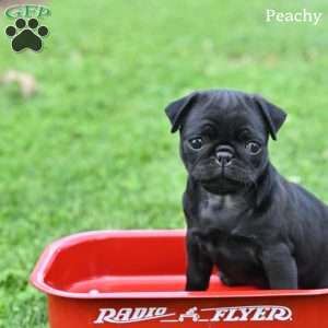 Peachy, Pug Puppy