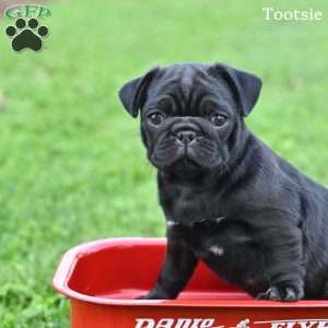Tootsie, Pug Puppy