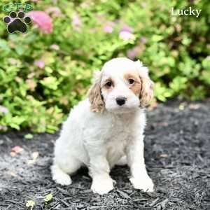 Lucky, Cockapoo Puppy