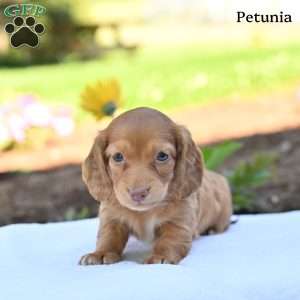 Petunia, Dachshund Puppy