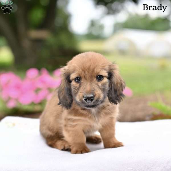 Brady, Dachshund Puppy