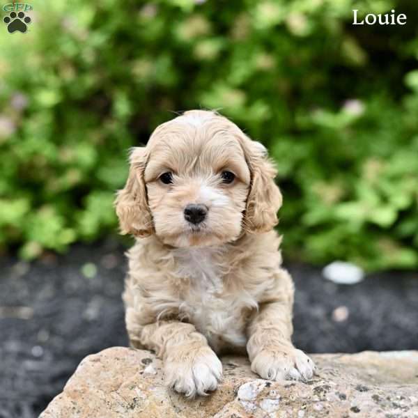 Louie, Cockapoo Puppy