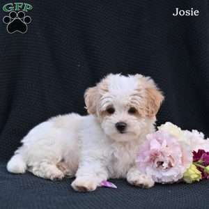 Josie, Maltipoo Puppy