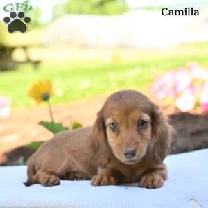 Camilla, Dachshund Puppy