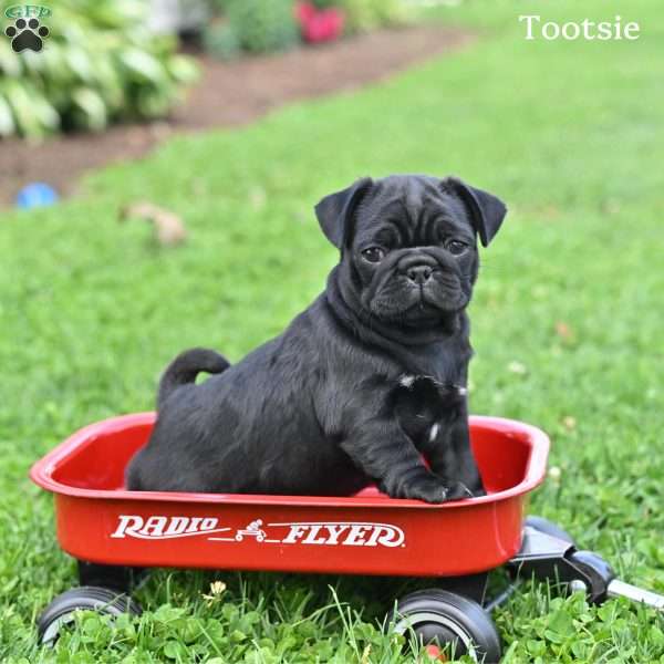 Tootsie, Pug Puppy