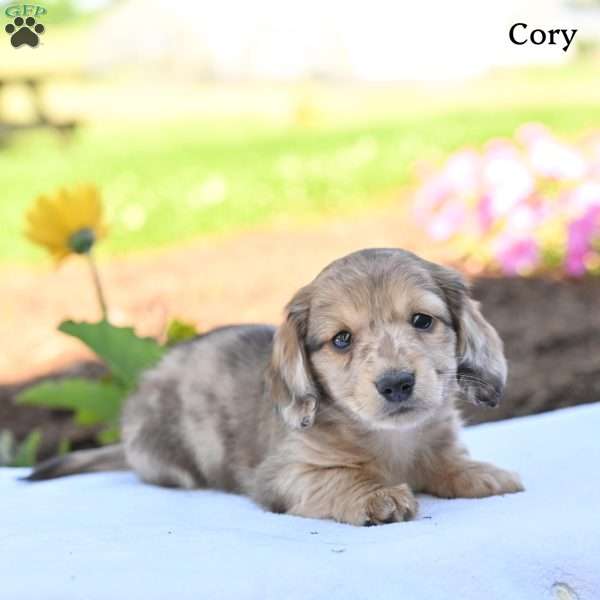 Cory, Dachshund Puppy