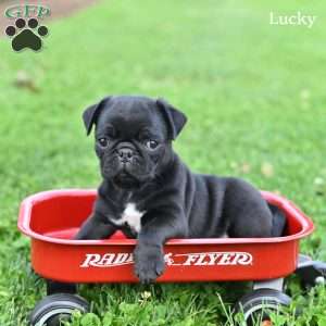 Lucky, Pug Puppy