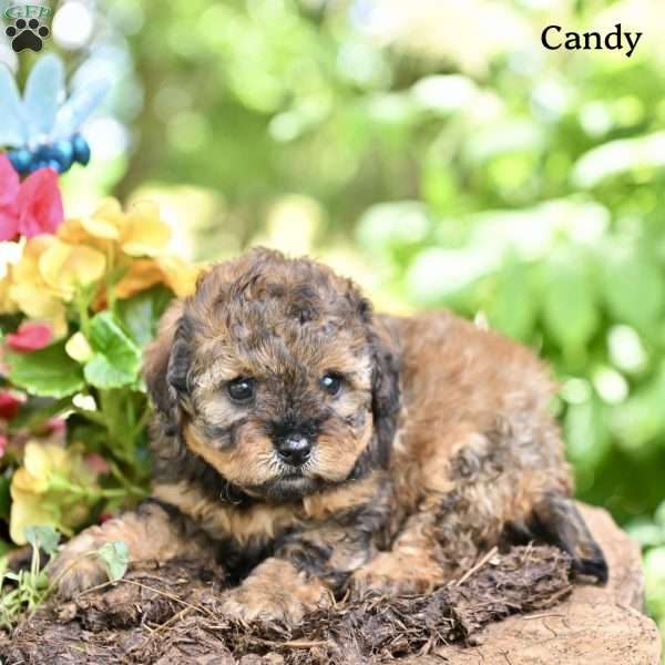 Candy, Miniature Poodle Puppy