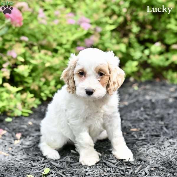 Lucky, Cockapoo Puppy