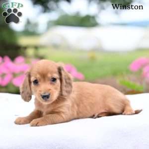 Winston, Dachshund Puppy