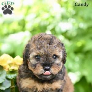 Candy, Miniature Poodle Puppy