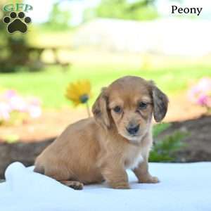 Peony, Dachshund Puppy