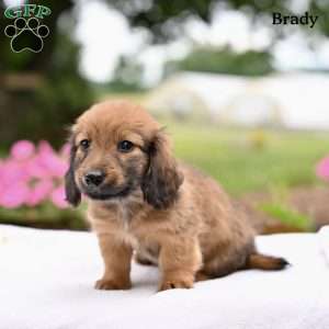 Brady, Dachshund Puppy