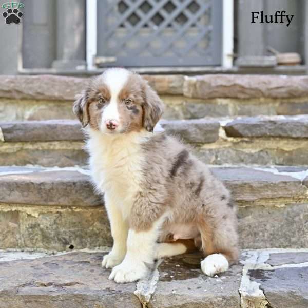 Fluffy, Australian Shepherd Puppy