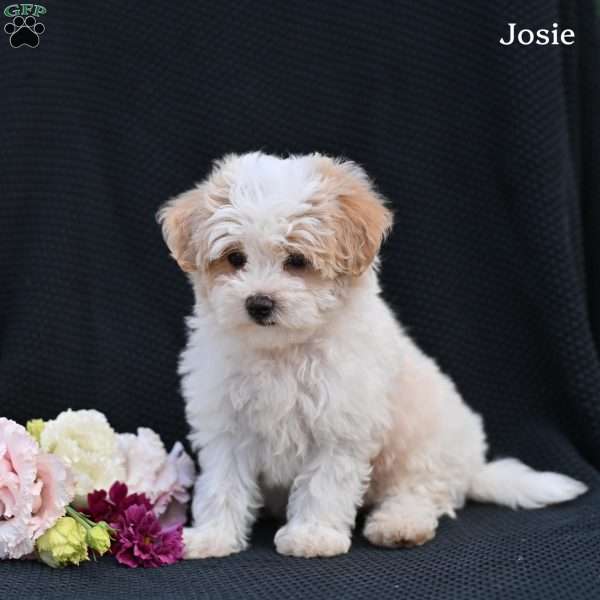 Josie, Maltipoo Puppy