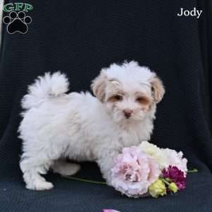 Jody, Maltipoo Puppy