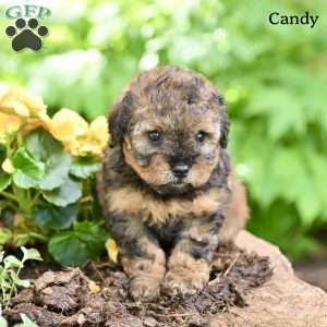 Candy, Miniature Poodle Puppy