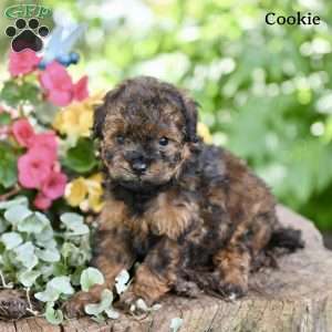 Cookie, Miniature Poodle Puppy