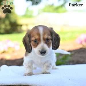 Parker, Dachshund Puppy