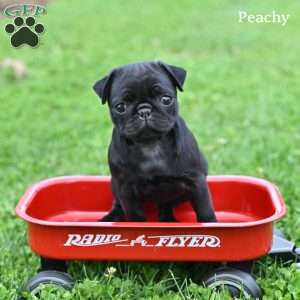 Peachy, Pug Puppy
