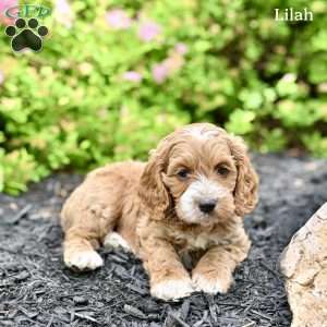 Lilah, Cockapoo Puppy