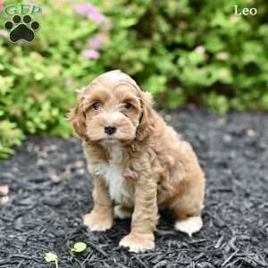 Leo, Cockapoo Puppy