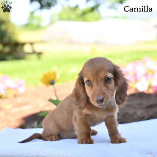 Camilla, Dachshund Puppy
