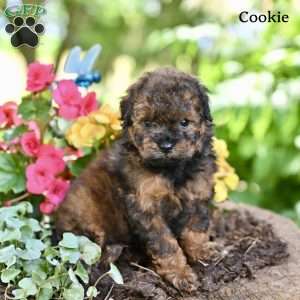 Cookie, Miniature Poodle Puppy