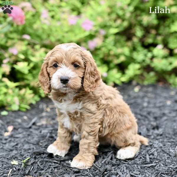 Lilah, Cockapoo Puppy
