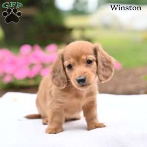 Winston, Dachshund Puppy
