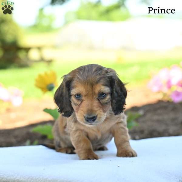 Prince, Dachshund Puppy