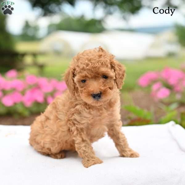 Cody, Toy Poodle Puppy