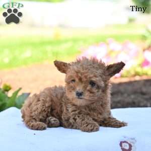 Tiny, Toy Poodle Puppy