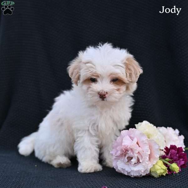 Jody, Maltipoo Puppy