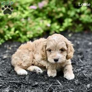 Louie, Cockapoo Puppy