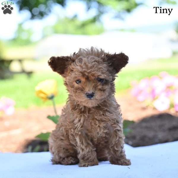 Tiny, Toy Poodle Puppy