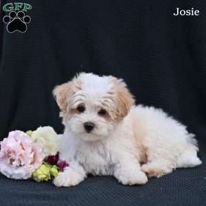 Josie, Maltipoo Puppy