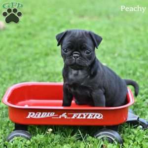 Peachy, Pug Puppy