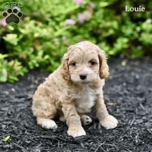 Louie, Cockapoo Puppy