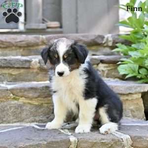Finn, Australian Shepherd Puppy