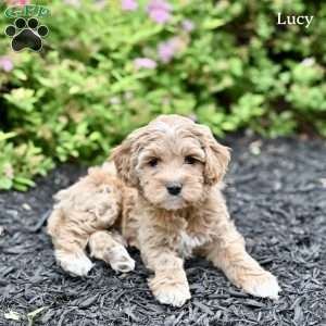 Lucy, Cockapoo Puppy