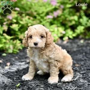Louie, Cockapoo Puppy