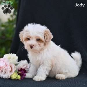 Jody, Maltipoo Puppy