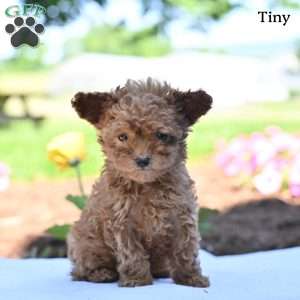 Tiny, Toy Poodle Puppy