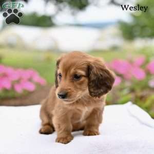 Wesley, Dachshund Puppy