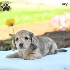 Cory, Dachshund Puppy