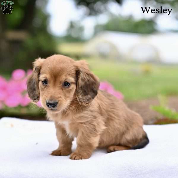 Wesley, Dachshund Puppy