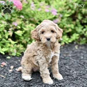 Lucy, Cockapoo Puppy