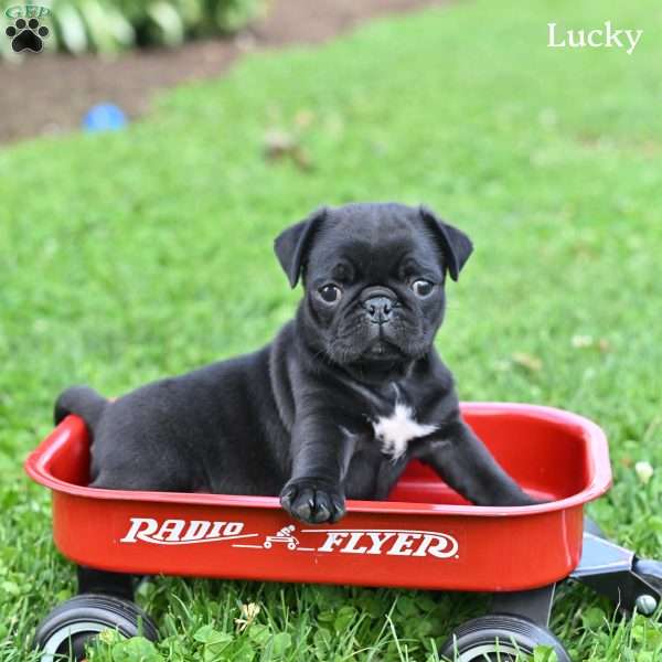 Lucky, Pug Puppy