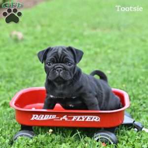 Tootsie, Pug Puppy